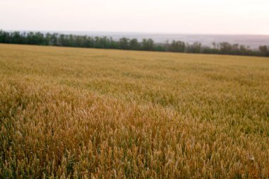 Yeşil buğday tarlası ve güneşli gün