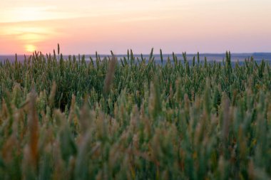 Yeşil buğday tarlası ve güneşli gün