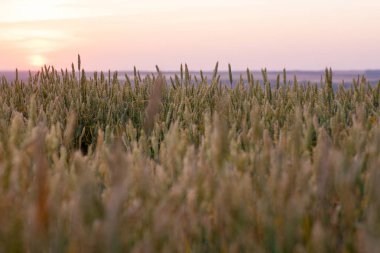 Hasattan önce olgunlaşmış buğday tarlası