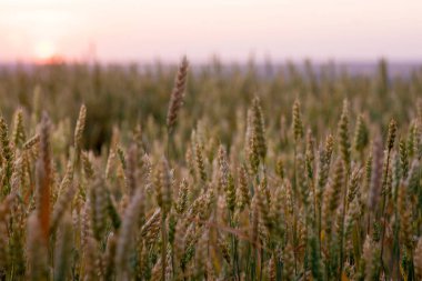 Hasattan önce olgunlaşmış buğday tarlası