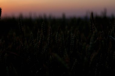 Hasattan önce olgunlaşmış buğday tarlası