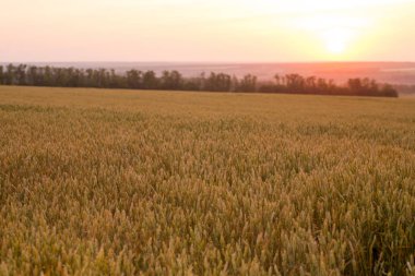 Hasattan önce olgunlaşmış buğday tarlası