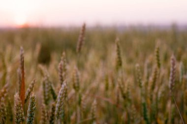 Hasattan önce olgunlaşmış buğday tarlası