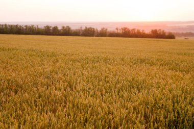 Hasattan önce olgunlaşmış buğday tarlası