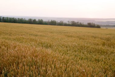Yeşil buğday tarlası ve güneşli gün