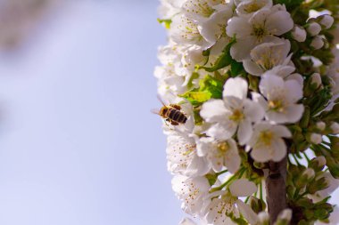Bal arısı kiraz çiçeğinden polen topluyor.