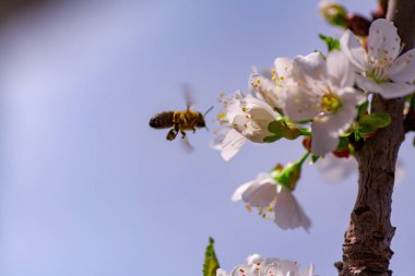 Bal arısı kiraz çiçeğinden polen topluyor.