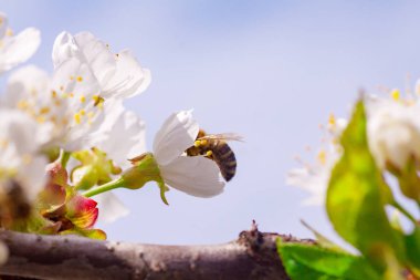 Bal arısı kiraz çiçeğinden polen topluyor.