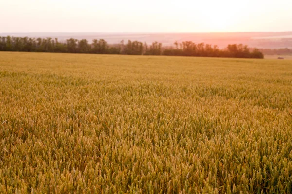 Hasattan önce olgunlaşmış buğday tarlası