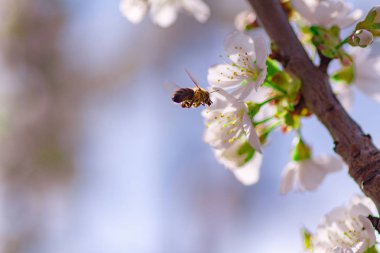 Bal arısı kiraz çiçeğinden polen topluyor.