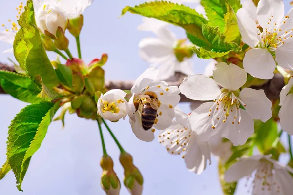 Honigbiene erntet Pollen aus Kirschblüte — Stockfoto