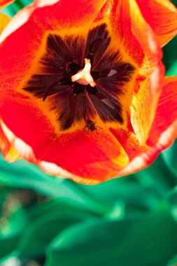 Renkli lale grubu. renkli arkaplan