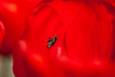 Bahar tekli papatya çiçeği ve arı