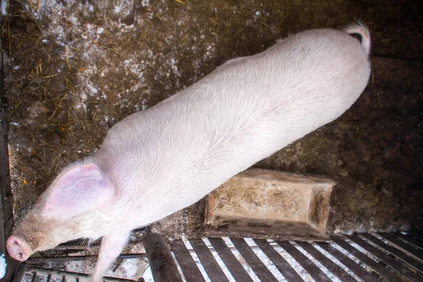 Die Meisten Fleisch Hausschweinfarm Einem Gehege Ein Großes Wildschwein Schweinefett — Stockfoto