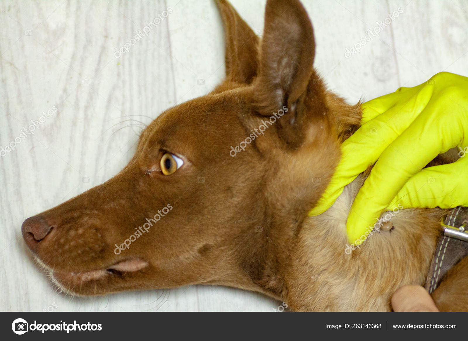 The Mite Bites A Reddish Dog Stock Photo By C Mironovm The Mite Bites A Reddish Dog Stock Photo By C Mironovm