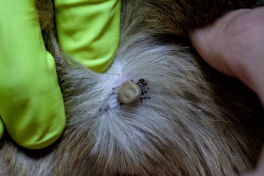 Akar kırmızımsı bir köpek ısırıkları