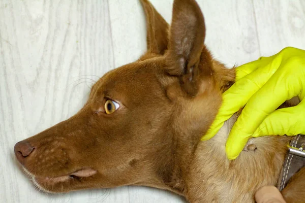 Mite biter en rödaktig hund — Stockfoto