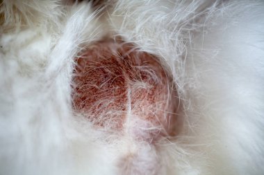 Erkek kedi sahnesinin testis.