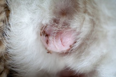 Erkek kedi sahnesinin testis.