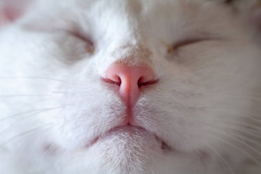 Bir kedinin burnu ve ağzı
