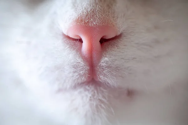 Nos i usta kota — Zdjęcie stockowe