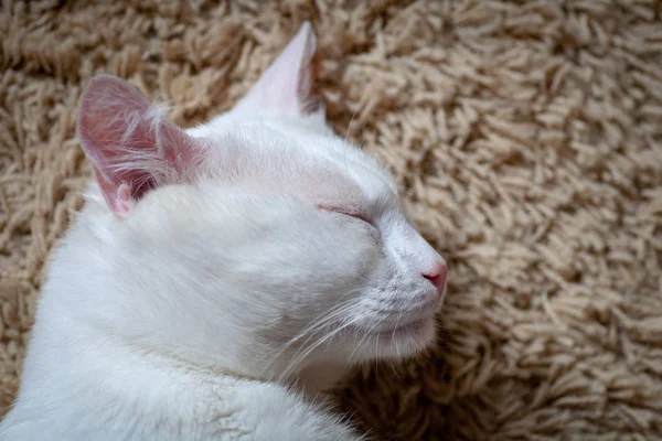 Boca de gato barbilla y bigotes desde abajo — Foto de Stock