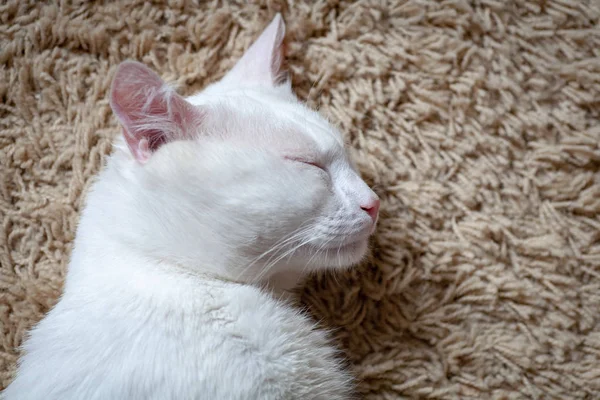 Boca de gato barbilla y bigotes desde abajo — Foto de Stock