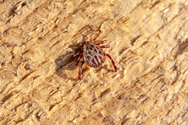 Tehlikeli bir parazit ve enfeksiyon taşıyıcı akar