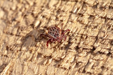 Tehlikeli bir parazit ve enfeksiyon taşıyıcı akar