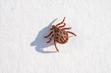 Sırt üstü yatan tıkanmış ölü kene örneği