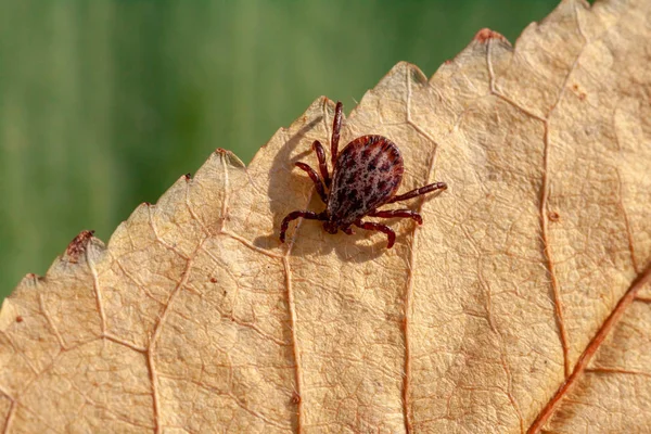 A dangerous parasite and infection carrier mite — Stock Photo, Image