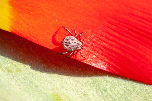 ixodic tick on a red flower