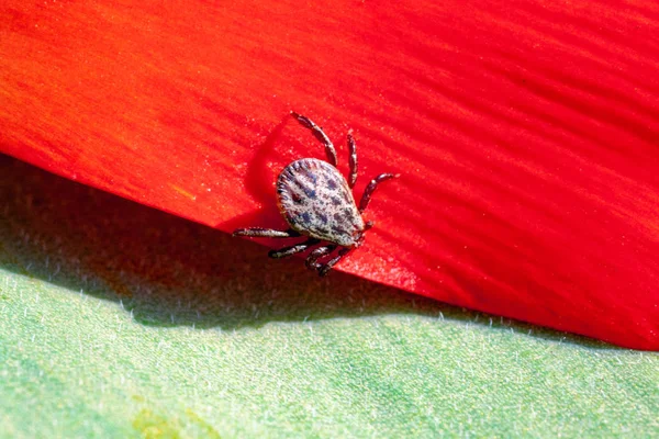 ixodic tick on a red flower