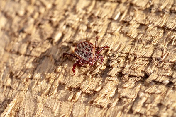 A dangerous parasite and infection carrier mite — Stock Photo, Image