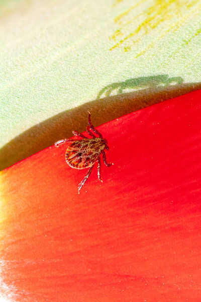 ixodic tick on a red flower