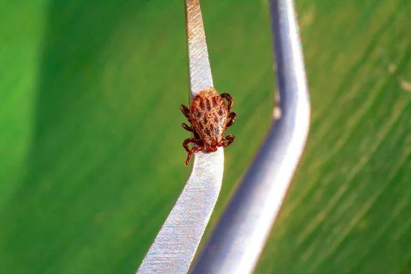 Enfermedad del virus de la encefalitis o borreliosis de Lyme — Foto de Stock