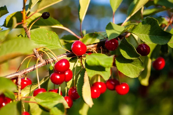 Kirschen im Obstgarten — Stockfoto