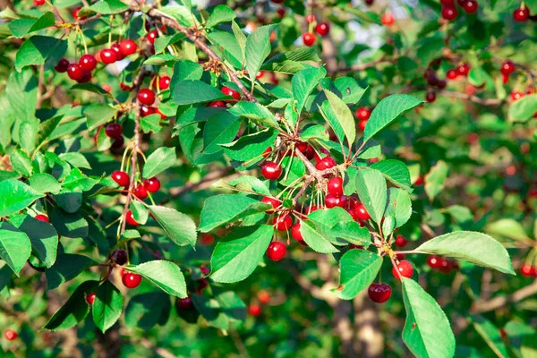 Körsbär i fruktträdgården — Stockfoto