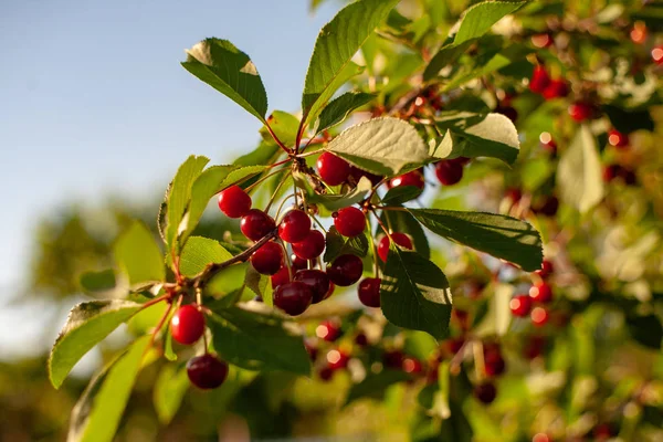 Kirschen im Obstgarten — Stockfoto