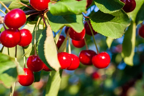 Cherries in the orchard — Stock Photo, Image