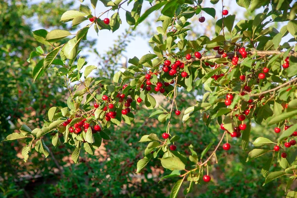 Kirschen im Obstgarten — Stockfoto