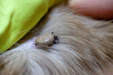 Akar kırmızımsı bir köpek ısırıkları