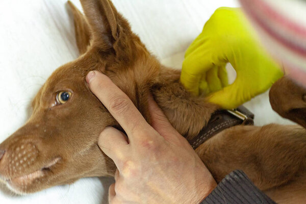 The mite bites a reddish dog