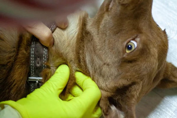 Mite biter en rödaktig hund — Stockfoto