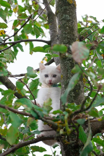 ツリーのクローズ アップの小さな猫 — ストック写真
