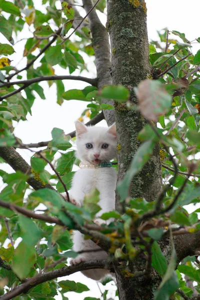 Petit chat sur arbre gros plan — Photo