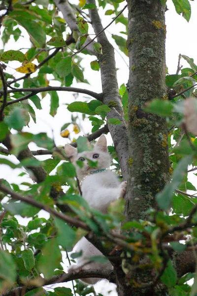 Kleine kat op boom close-up — Stockfoto