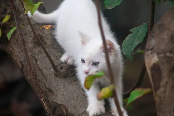 Маленькая кошка на дереве крупным планом — стоковое фото