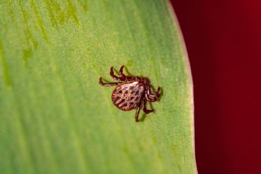 Tehlikeli bir parazit ve enfeksiyon taşıyıcı akar
