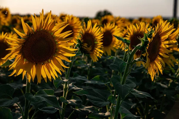 Champ de tournesols en fleurs sur un fond — Photo